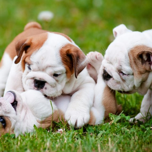 Dog Image