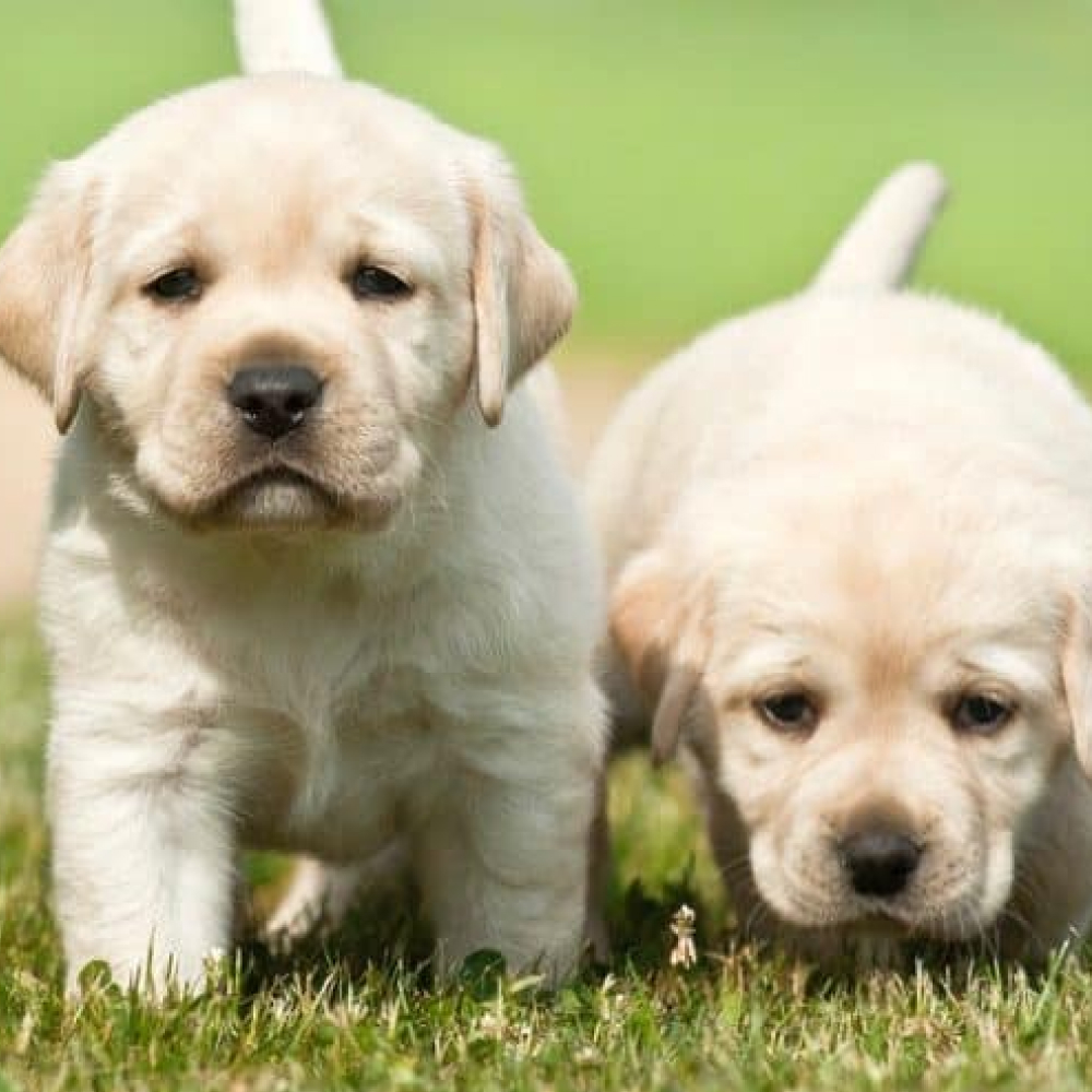 Dog Image